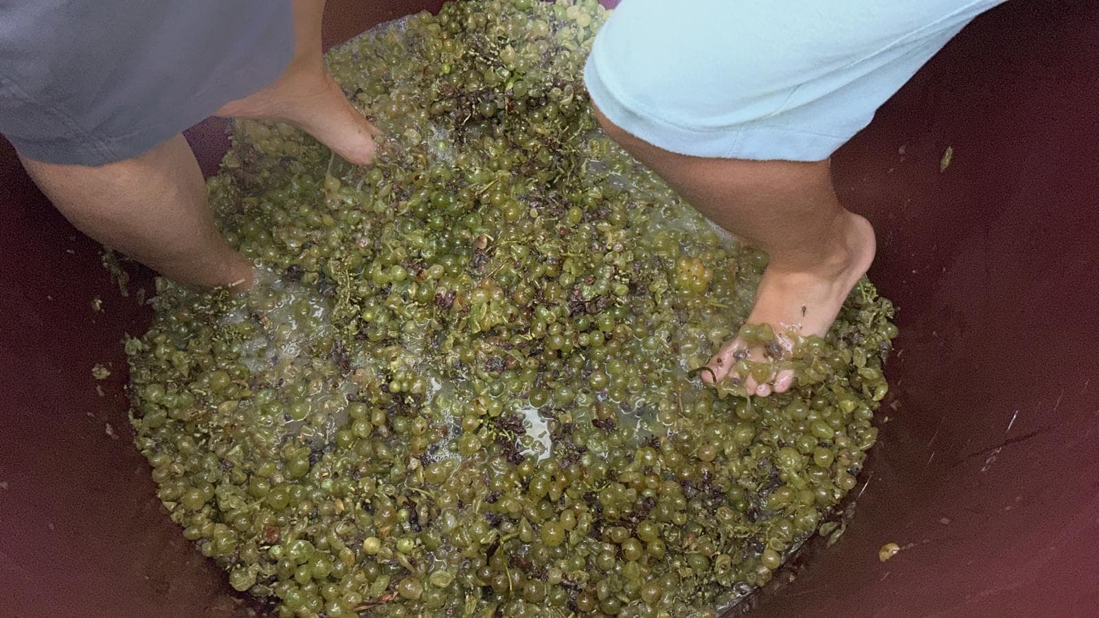 Century-Old Canals & Munné Winery Experience