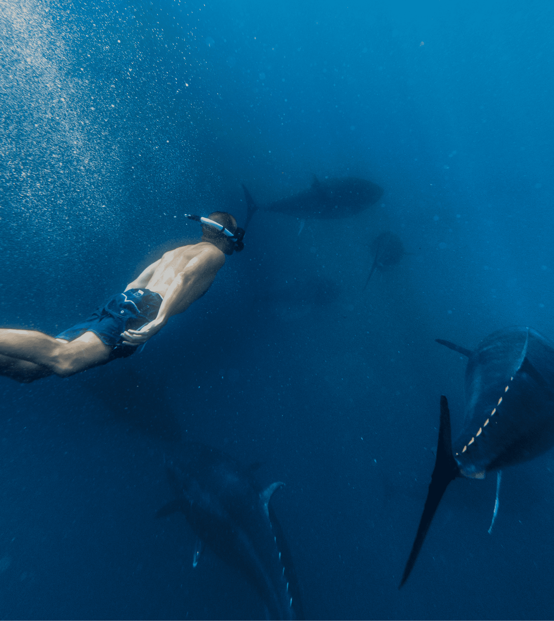 Costa Daurada Tuna Experience